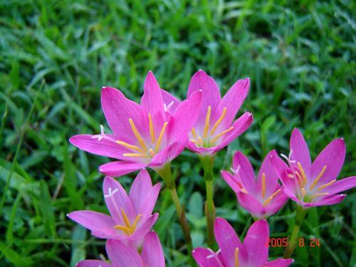 南方-草本花类-花卉-图片 南方-草本花类-花卉-图片