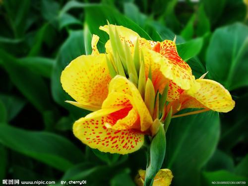 南方-草本花类-花卉-图片 南方-草本花类-花卉-图片