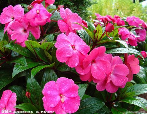 �Ϸ����ݱ����࣭���ܣ�ͼƬ