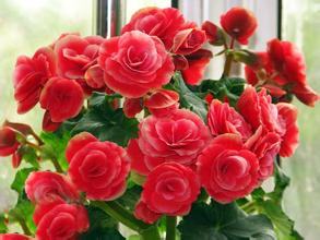 �Ϸ����ݱ����࣭���ܣ�ͼƬ