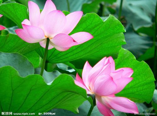 �Ϸ����ݱ����࣭���ܣ�ͼƬ