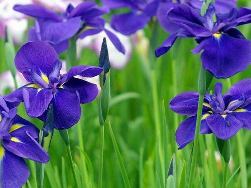 �Ϸ����ݱ����࣭���ܣ�ͼƬ