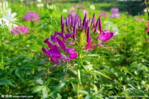 �Ϸ����ݱ����࣭���ܣ�ͼƬ