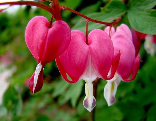 南方-草本花类-花卉-图片 南方-草本花类-花卉-图片