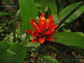 南方-草本花类-花卉-图片 南方-草本花类-花卉-图片