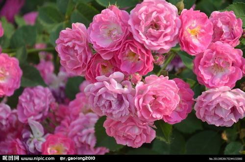 南方-木本花类-花卉-图片 南方-木本花类-花卉-图片