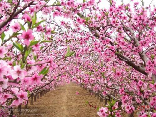 �Ϸ���ľ�����࣭���ܣ�ͼƬ