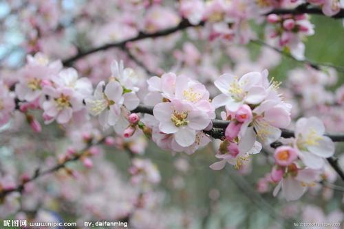 南方-木本花类-花卉-图片 南方-木本花类-花卉-图片