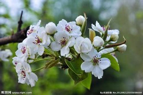 南方-木本花类-花卉-图片 南方-木本花类-花卉-图片