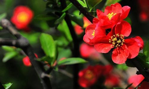 南方-木本花类-花卉-图片 南方-木本花类-花卉-图片