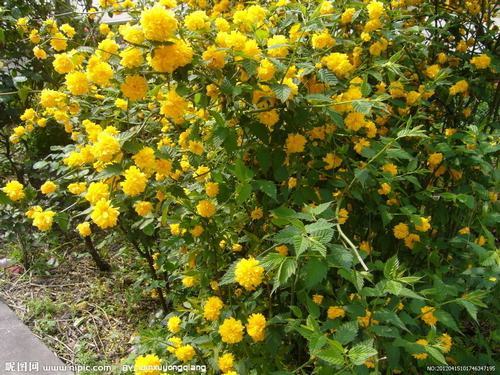 �Ϸ���ľ�����࣭���ܣ�ͼƬ