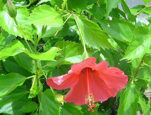 南方-木本花类-花卉-图片 南方-木本花类-花卉-图片