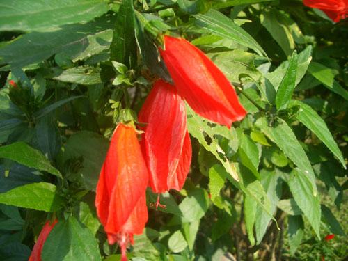 南方-木本花类-花卉-图片 南方-木本花类-花卉-图片