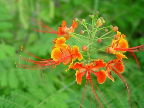 南方-木本花类-花卉-图片 南方-木本花类-花卉-图片