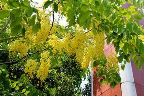 南方-木本花类-花卉-图片 南方-木本花类-花卉-图片