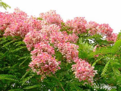 �Ϸ���ľ�����࣭���ܣ�ͼƬ