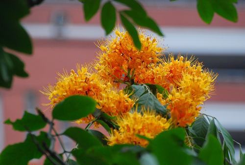 �Ϸ���ľ�����࣭���ܣ�ͼƬ