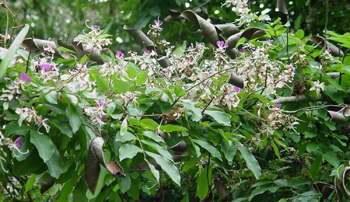 南方-木本花类-花卉-图片 南方-木本花类-花卉-图片