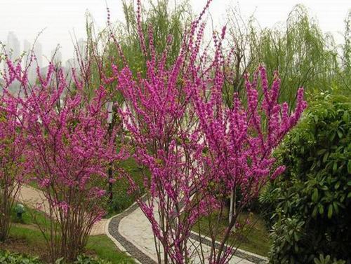 南方-木本花类-花卉-图片 南方-木本花类-花卉-图片