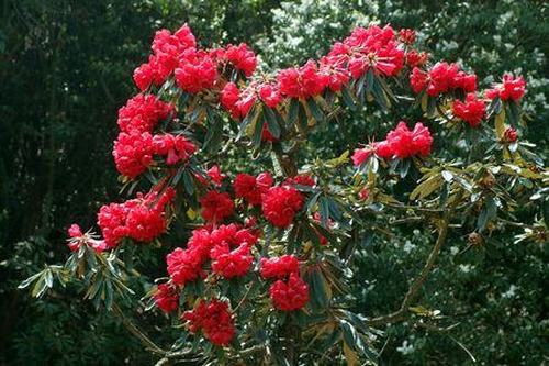 南方-木本花类-花卉-图片 南方-木本花类-花卉-图片