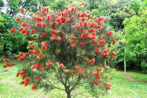 �Ϸ���ľ�����࣭���ܣ�ͼƬ