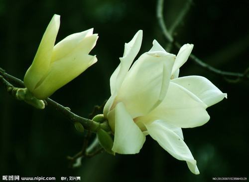 南方-木本花类-花卉-图片 南方-木本花类-花卉-图片