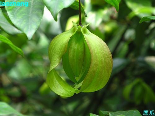 南方-木本花类-花卉-图片 南方-木本花类-花卉-图片