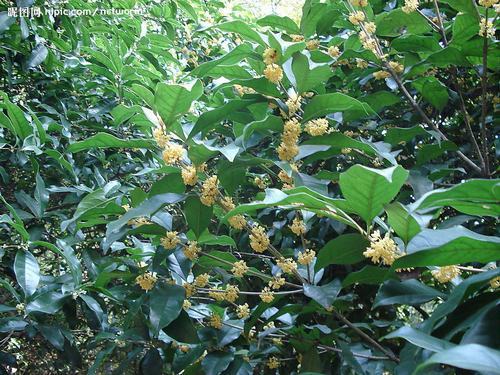 南方-木本花类-花卉-图片 南方-木本花类-花卉-图片