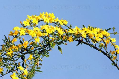 南方-木本花类-花卉-图片 南方-木本花类-花卉-图片