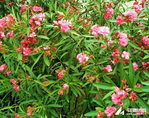 �Ϸ���ľ�����࣭���ܣ�ͼƬ