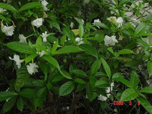 �Ϸ���ľ�����࣭���ܣ�ͼƬ