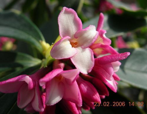 南方-木本花类-花卉-图片 南方-木本花类-花卉-图片