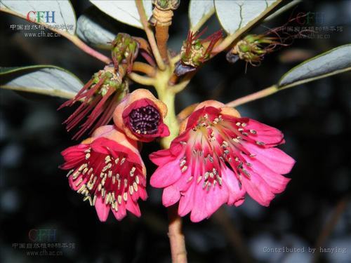 �Ϸ���ľ�����࣭���ܣ�ͼƬ