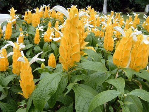 南方-木本花类-花卉-图片 南方-木本花类-花卉-图片