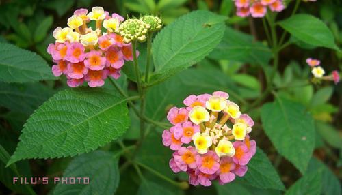 南方-木本花类-花卉-图片 南方-木本花类-花卉-图片