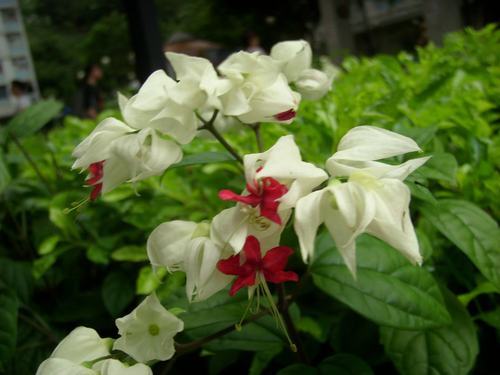 �Ϸ���ľ�����࣭���ܣ�ͼƬ