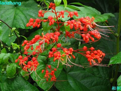 �Ϸ���ľ�����࣭���ܣ�ͼƬ