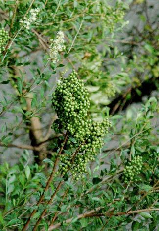 南方-木本花类-花卉-图片 南方-木本花类-花卉-图片