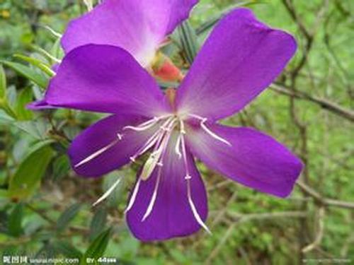 �Ϸ���ľ�����࣭���ܣ�ͼƬ