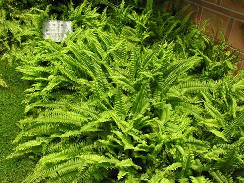 南方-草本观叶、果类-花卉-图片 南方-草本观叶、果类-花卉-图片