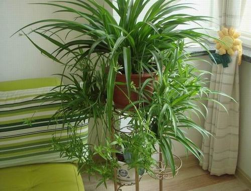 �Ϸ����ݱ���Ҷ�����࣭���ܣ�ͼƬ