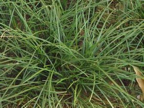 �Ϸ����ݱ���Ҷ�����࣭���ܣ�ͼƬ