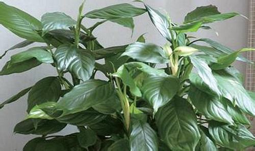 �Ϸ����ݱ���Ҷ�����࣭���ܣ�ͼƬ