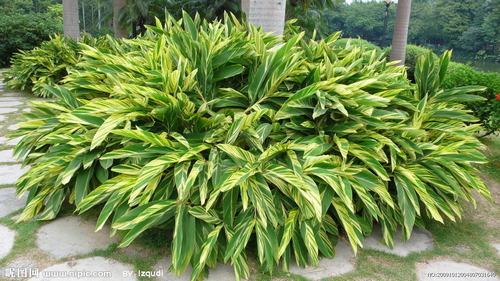 �Ϸ����ݱ���Ҷ�����࣭���ܣ�ͼƬ