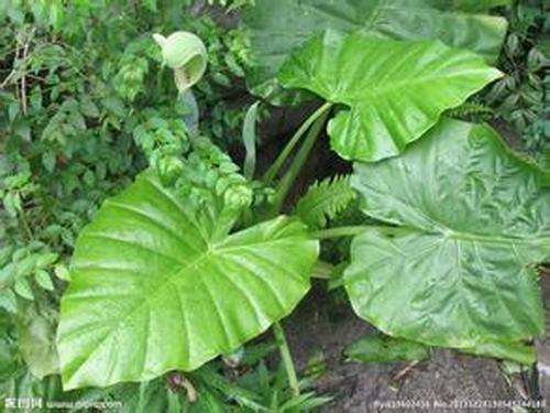 �Ϸ����ݱ���Ҷ�����࣭���ܣ�ͼƬ