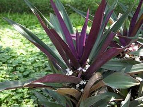 �Ϸ����ݱ���Ҷ�����࣭���ܣ�ͼƬ