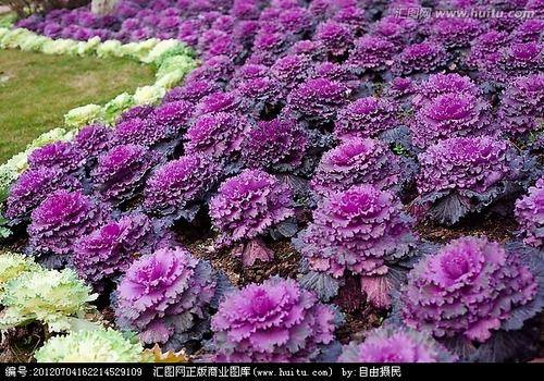 南方-草本观叶、果类-花卉-图片 南方-草本观叶、果类-花卉-图片