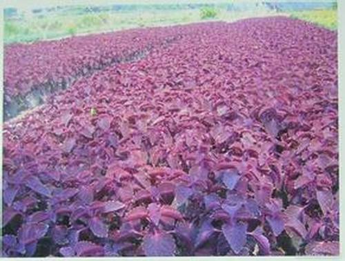 �Ϸ����ݱ���Ҷ�����࣭���ܣ�ͼƬ