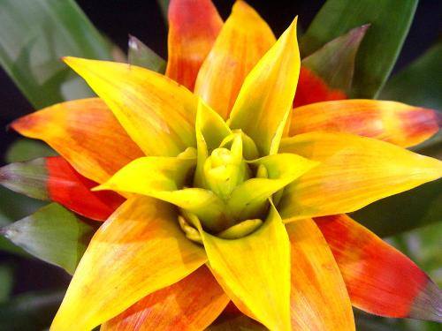 南方-草本观叶、果类-花卉-图片 南方-草本观叶、果类-花卉-图片