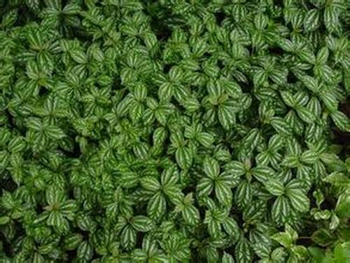 南方-草本观叶、果类-花卉-图片 南方-草本观叶、果类-花卉-图片